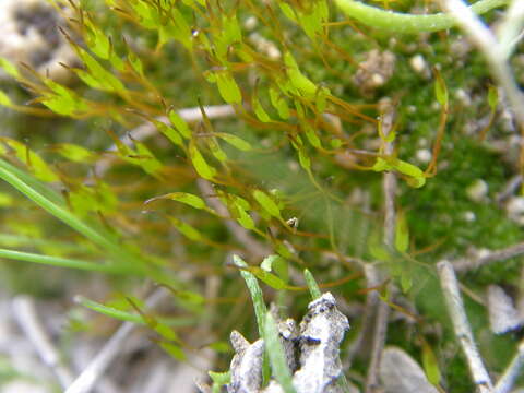 Image of tortula moss