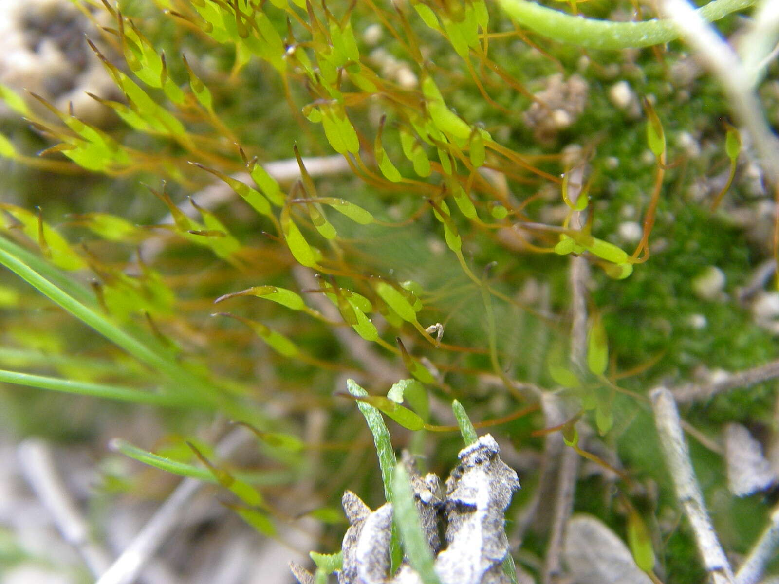 Image of tortula moss