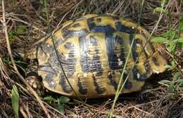 Image of Testudo