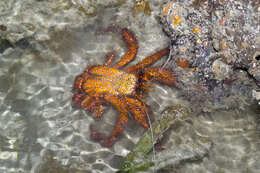 Image of Sand hermit crab