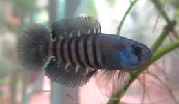 Image of Killifish