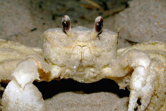 Image of Atlantic Ghost Crab