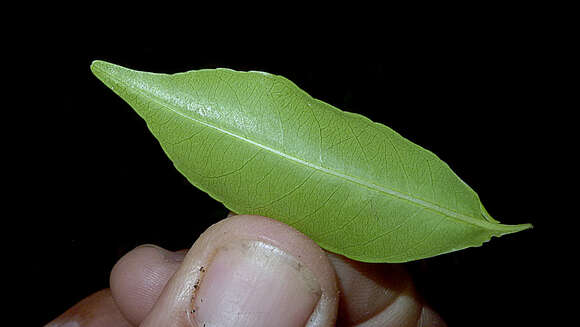 Image of Cariniana legalis (Mart.) Kuntze