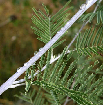 Image of Silver Wattle