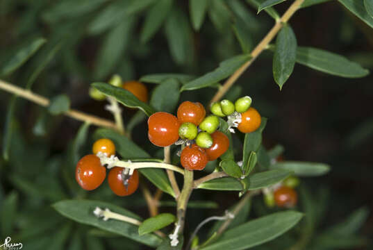 Image of Flax-Leaved Daphne