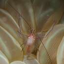 Image of Bubble coral shrimp