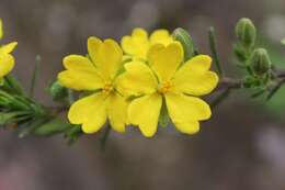 Image of Hibbertia riparia (R. Br. ex DC.) Hoogland