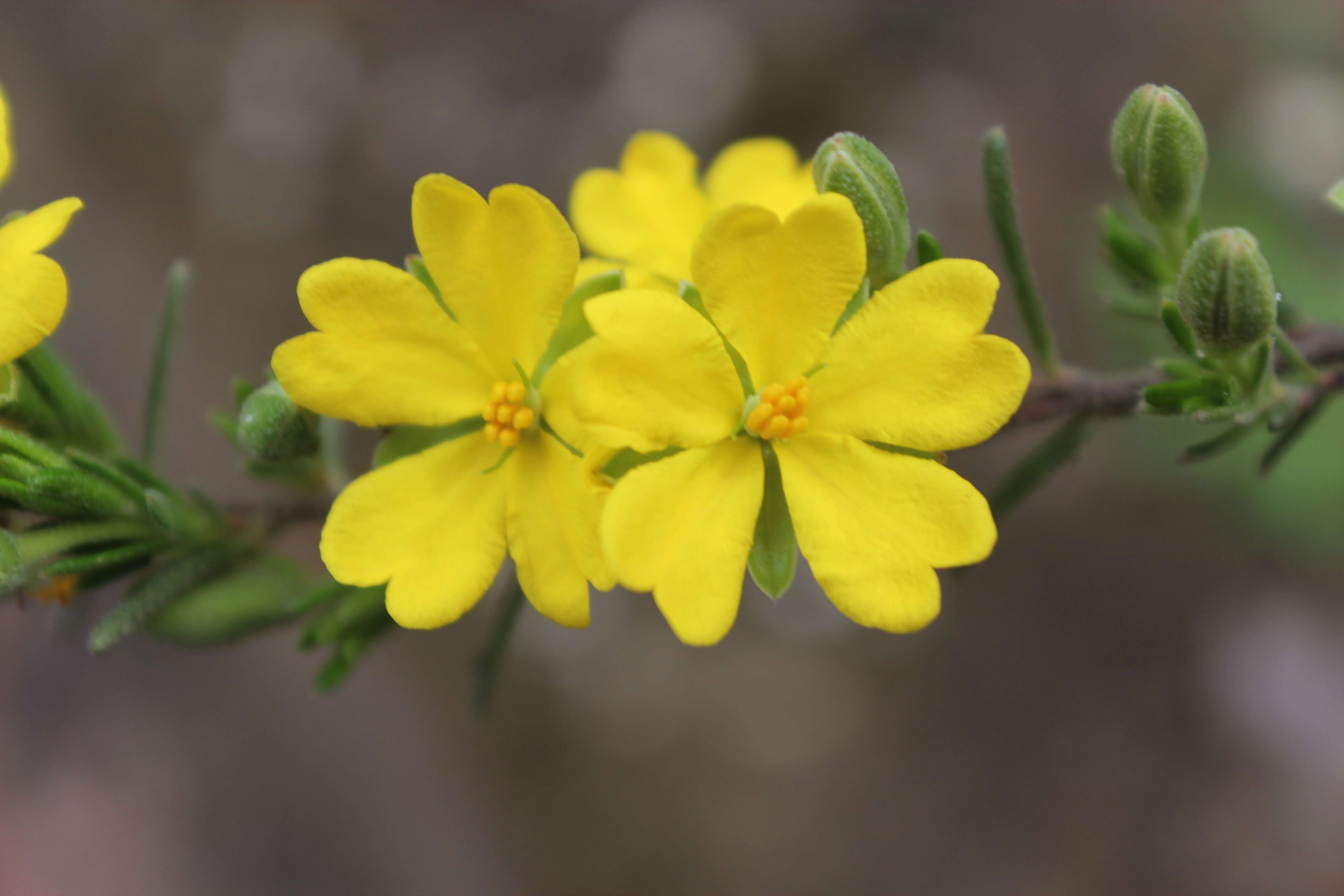 Image of Hibbertia riparia (R. Br. ex DC.) Hoogland