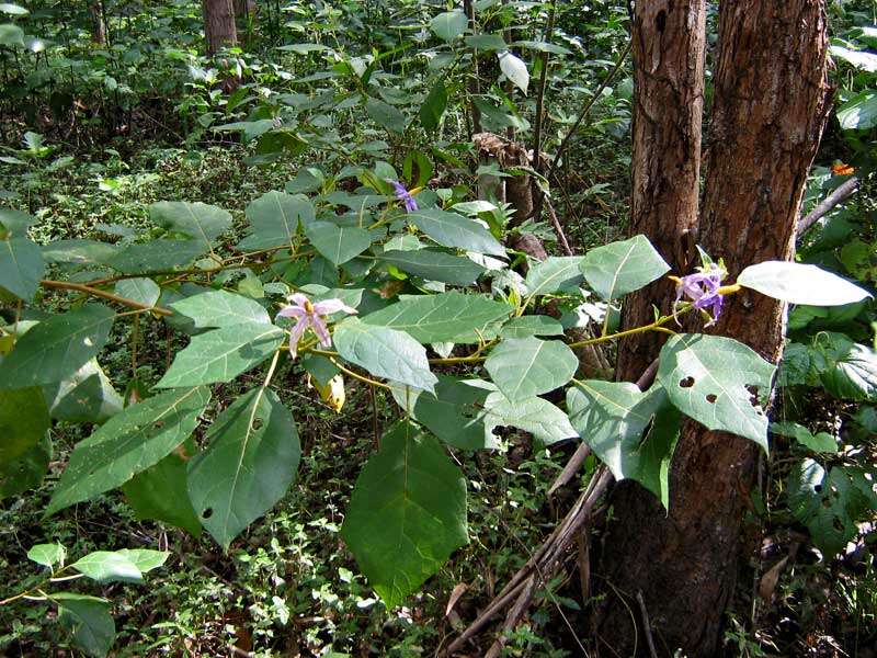 Image of Solanum paludosum Moric.