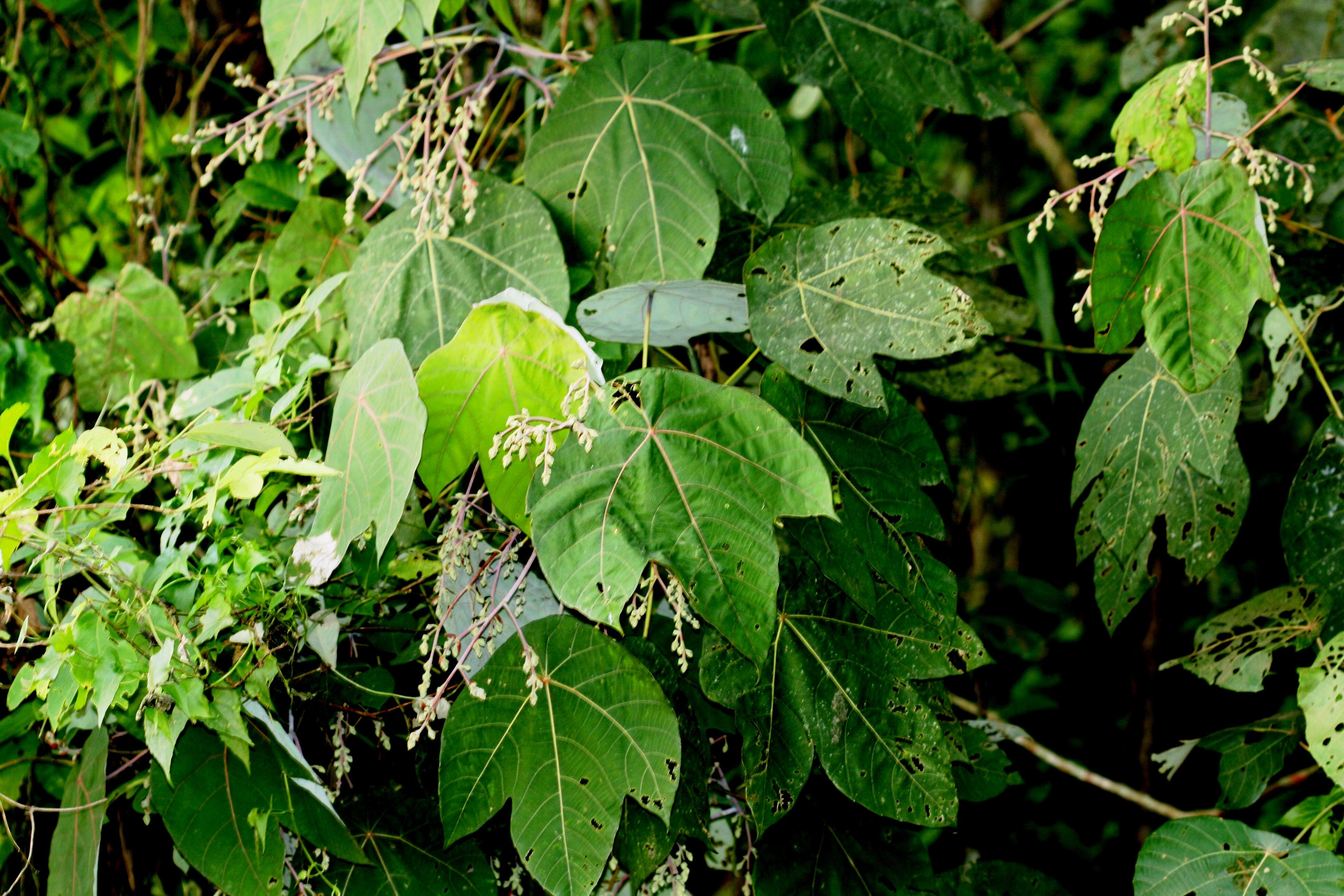 Image of Macaranga hypoleuca (Rchb. fil. & Zoll.) Müll. Arg.