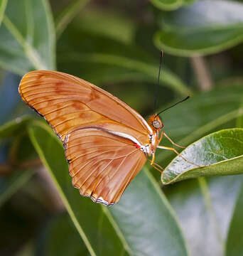 Image of Dryas