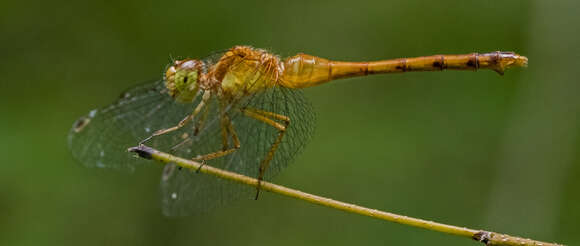 Image of Sympetrum Newman 1833