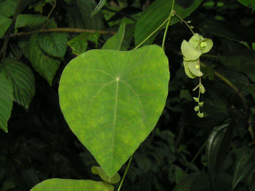 Image de Cissampelos tropaeolifolia DC.