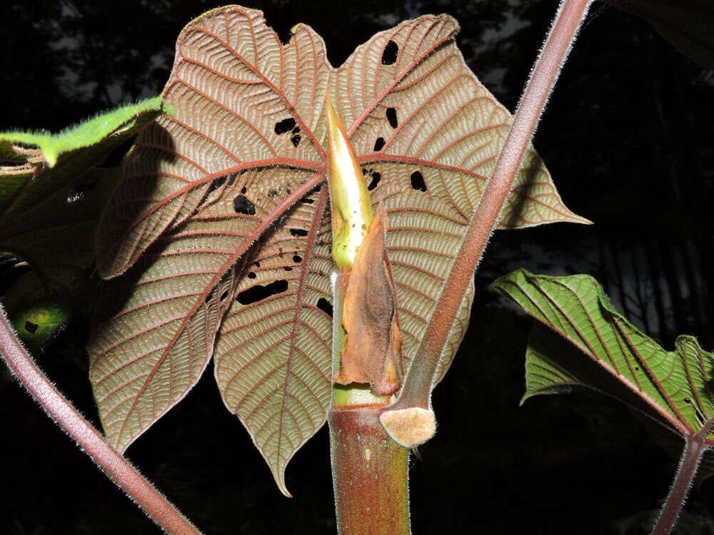 Cecropia obtusifolia Bertol.的圖片