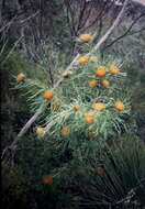 Image of Banksia formosa (R. Br.) A. R. Mast & K. R. Thiele