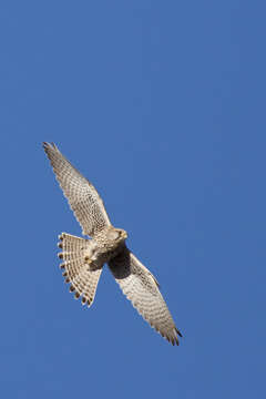 Image of kestrel, common kestrel