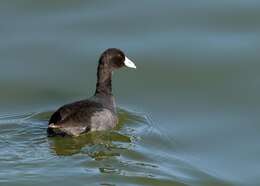 Image of Fulica Linnaeus 1758