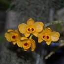Image of Dendrobium chrysanthum Wall. ex Lindl.