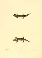 Слика од Ambystomatidae Gray 1850