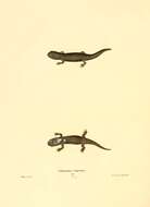 Image of mole salamanders