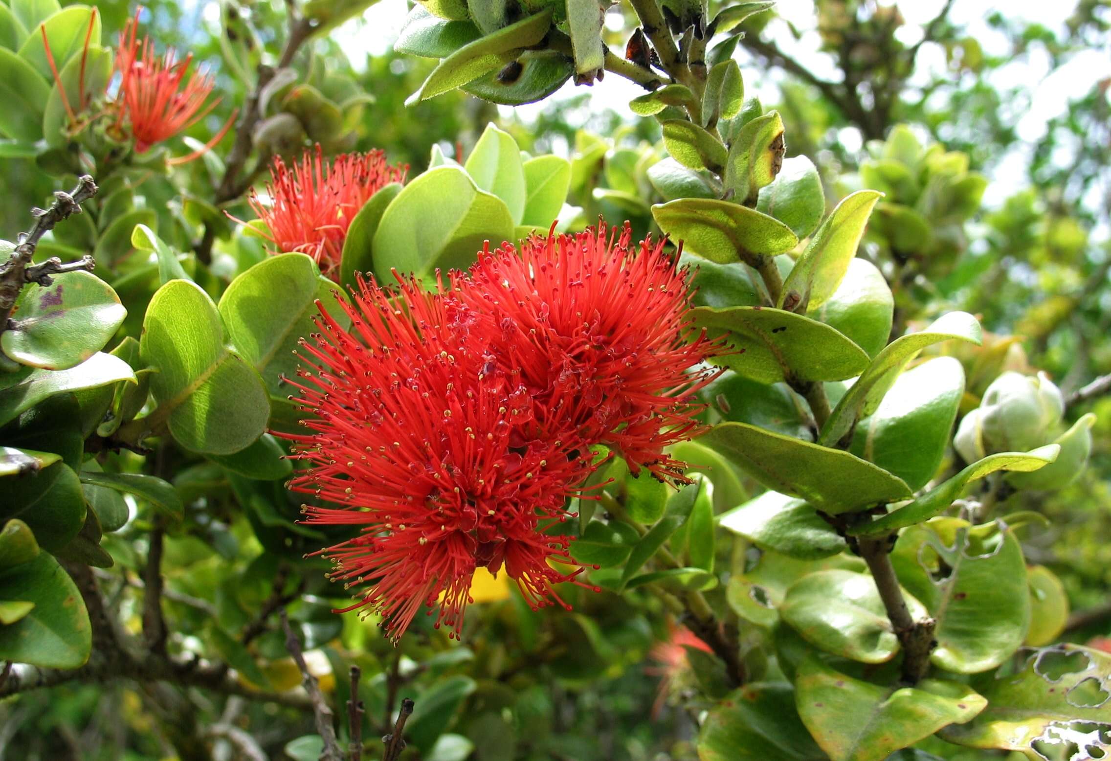 Image of lehua