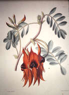 Image of Swainsona formosa (G. Don) J. Thompson