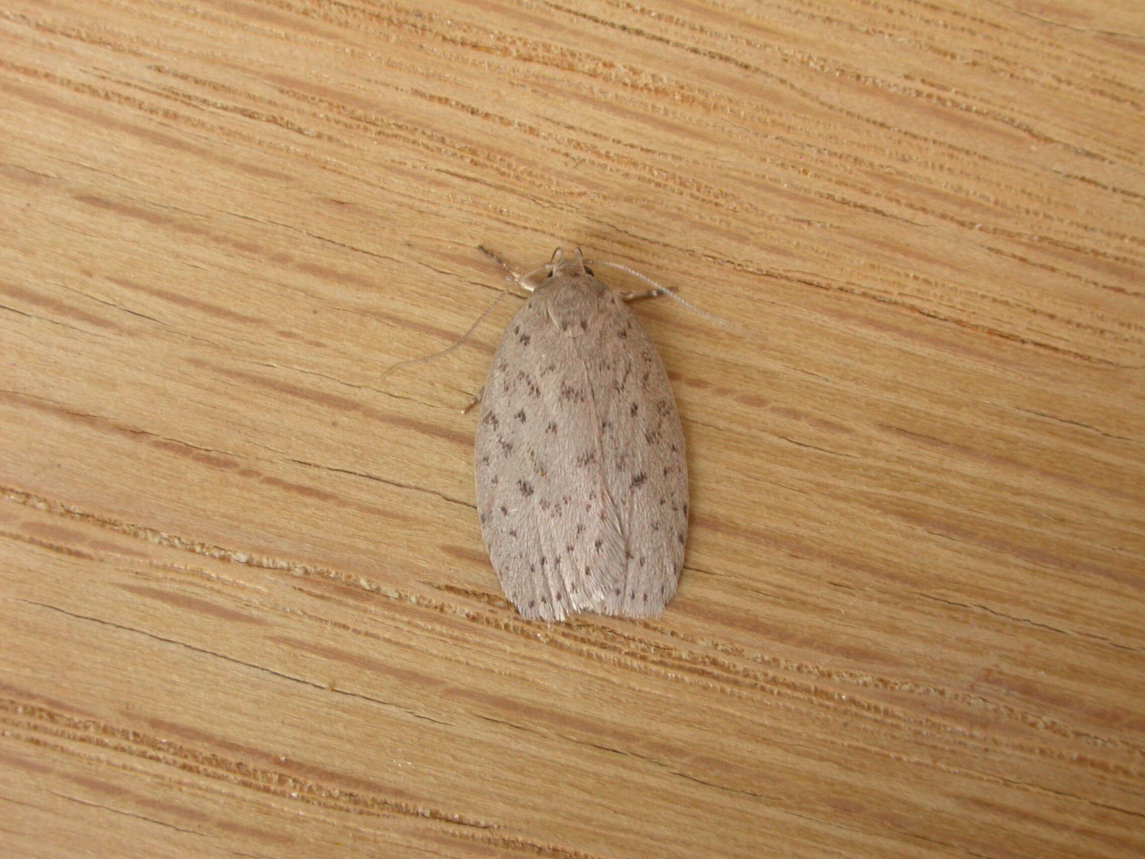 Image of concealer moths