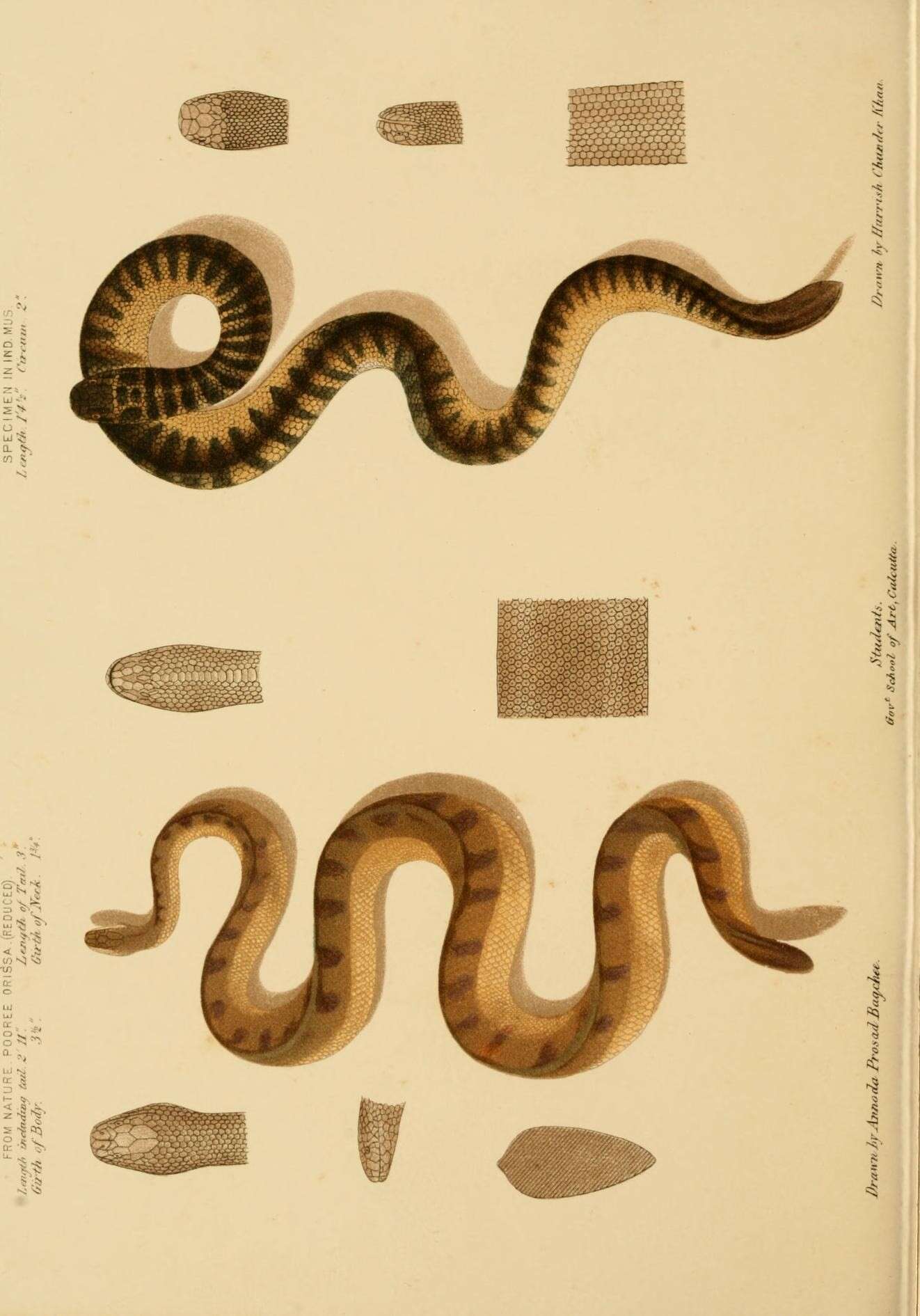 Hydrophis Latreille ex Sonnini & Latreille 1801的圖片