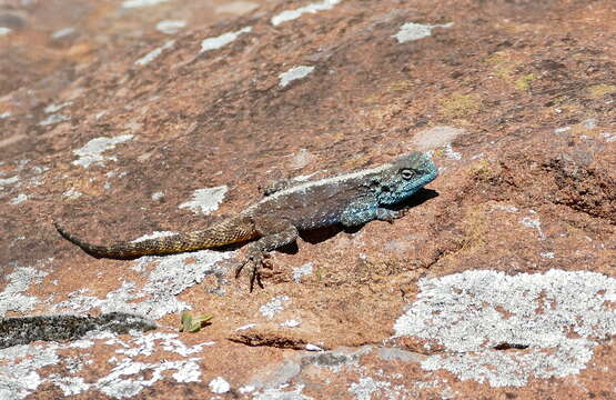 Image of southern rock agama