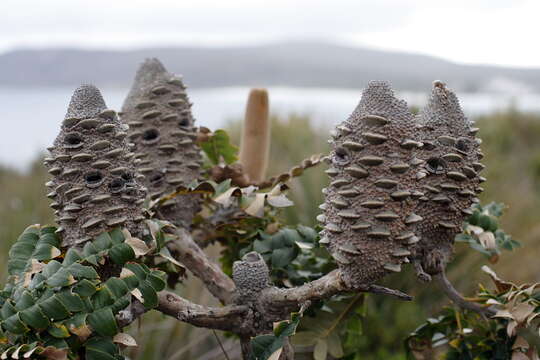 Image of banksia