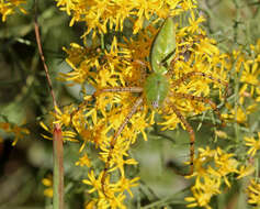 Image of Peucetia