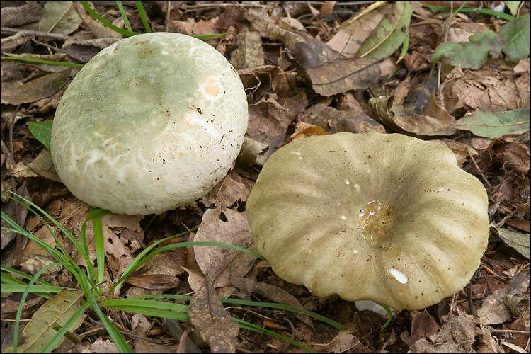 Image of Russula heterophylla (Fr.) Fr. 1838