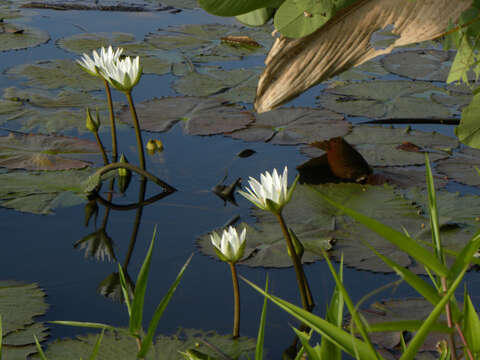 Image of Dotleaf waterlily