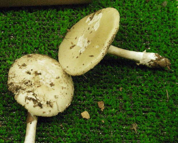 Image of False deathcap