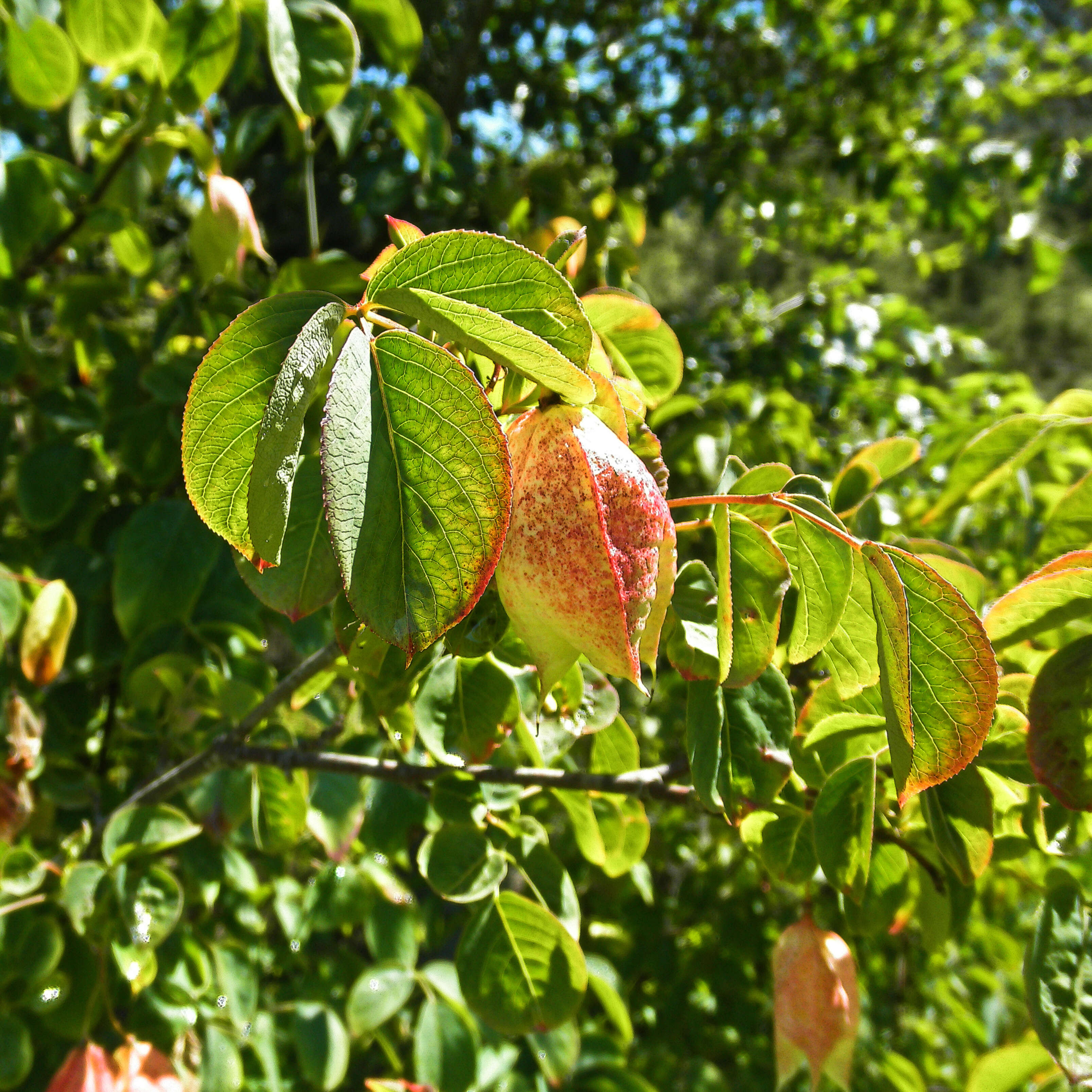 Image de Staphylea bolanderi A. Gray