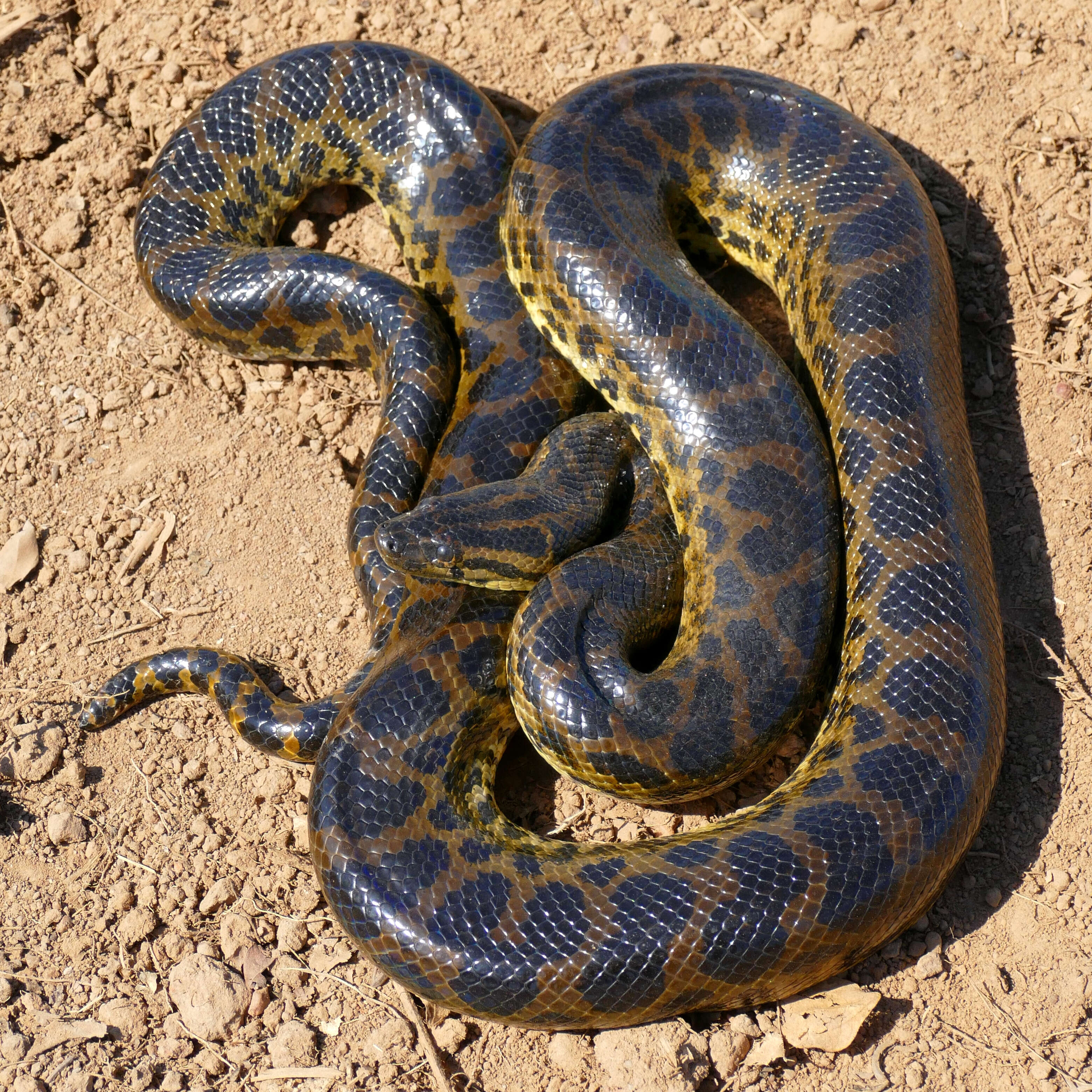 Image of Yellow anaconda