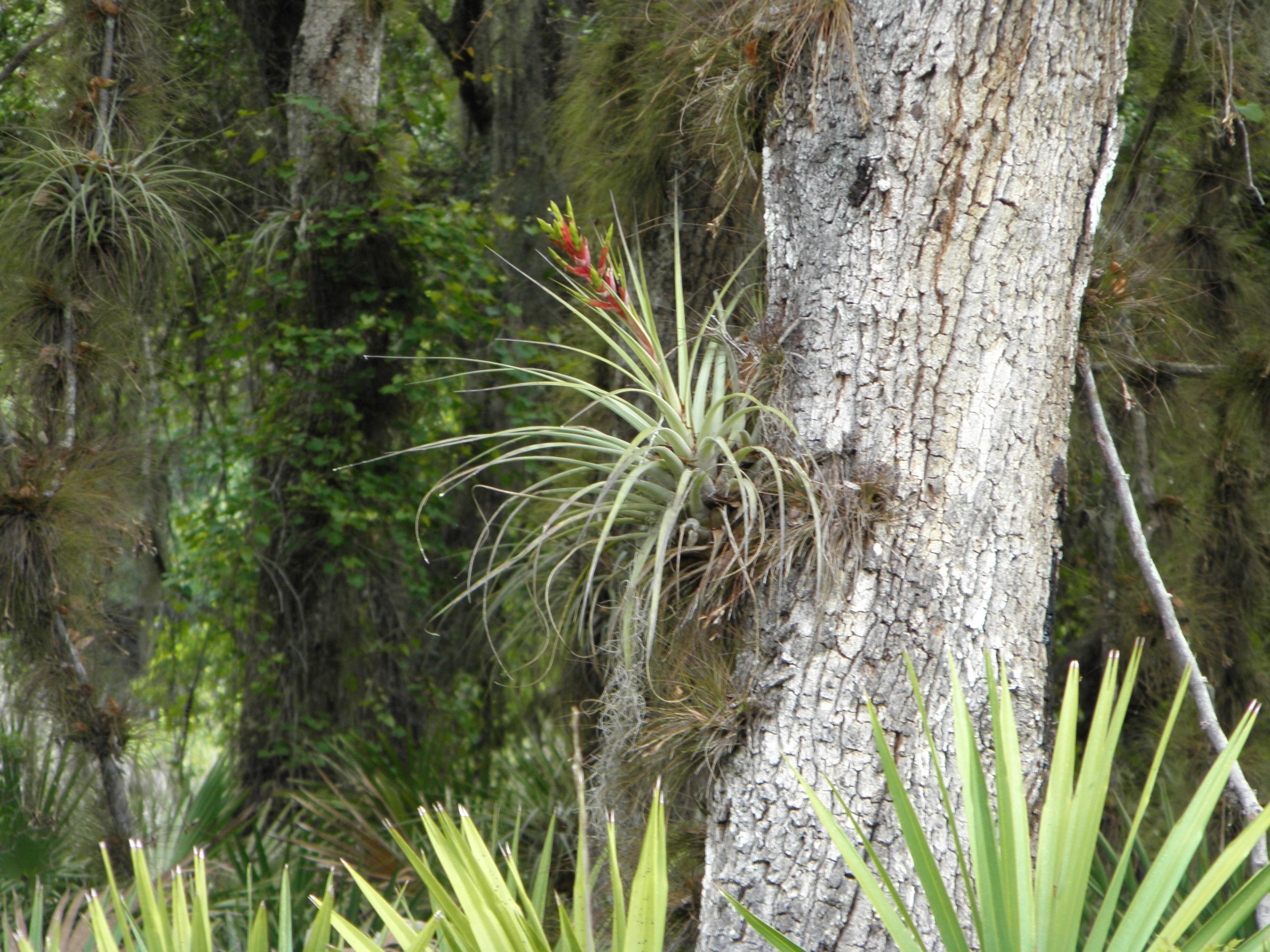 Image of Cardinal Air Plant