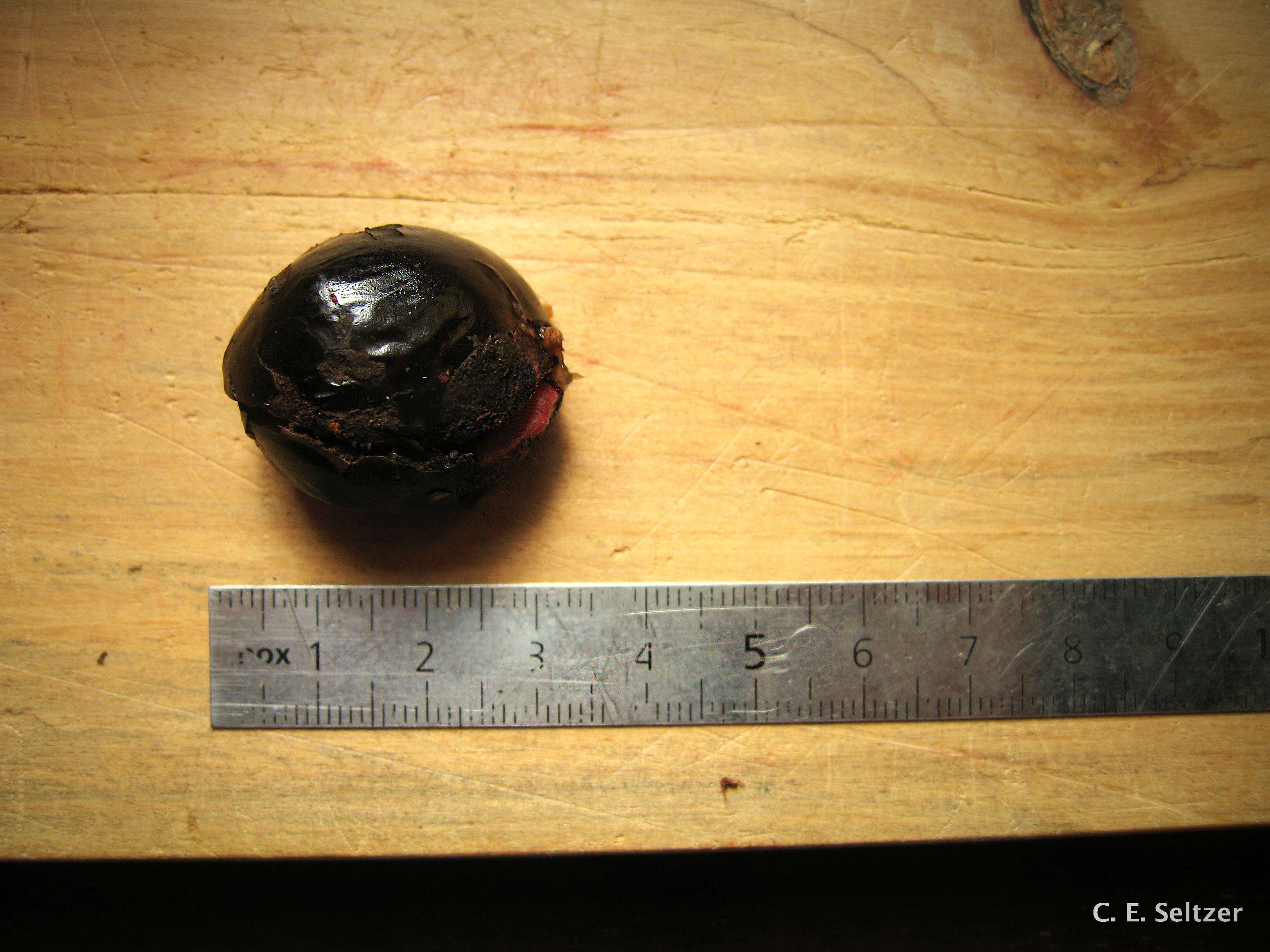 Image of Kola nut