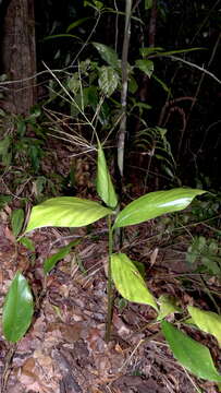 Image of stalkgrass