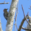 Image of Yucatan Woodpecker