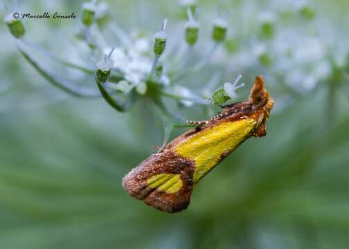 Image of Sulfur knapweed root moth