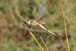 Image of Sympetrum Newman 1833