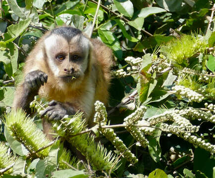 Image of Azaras’s Capuchin