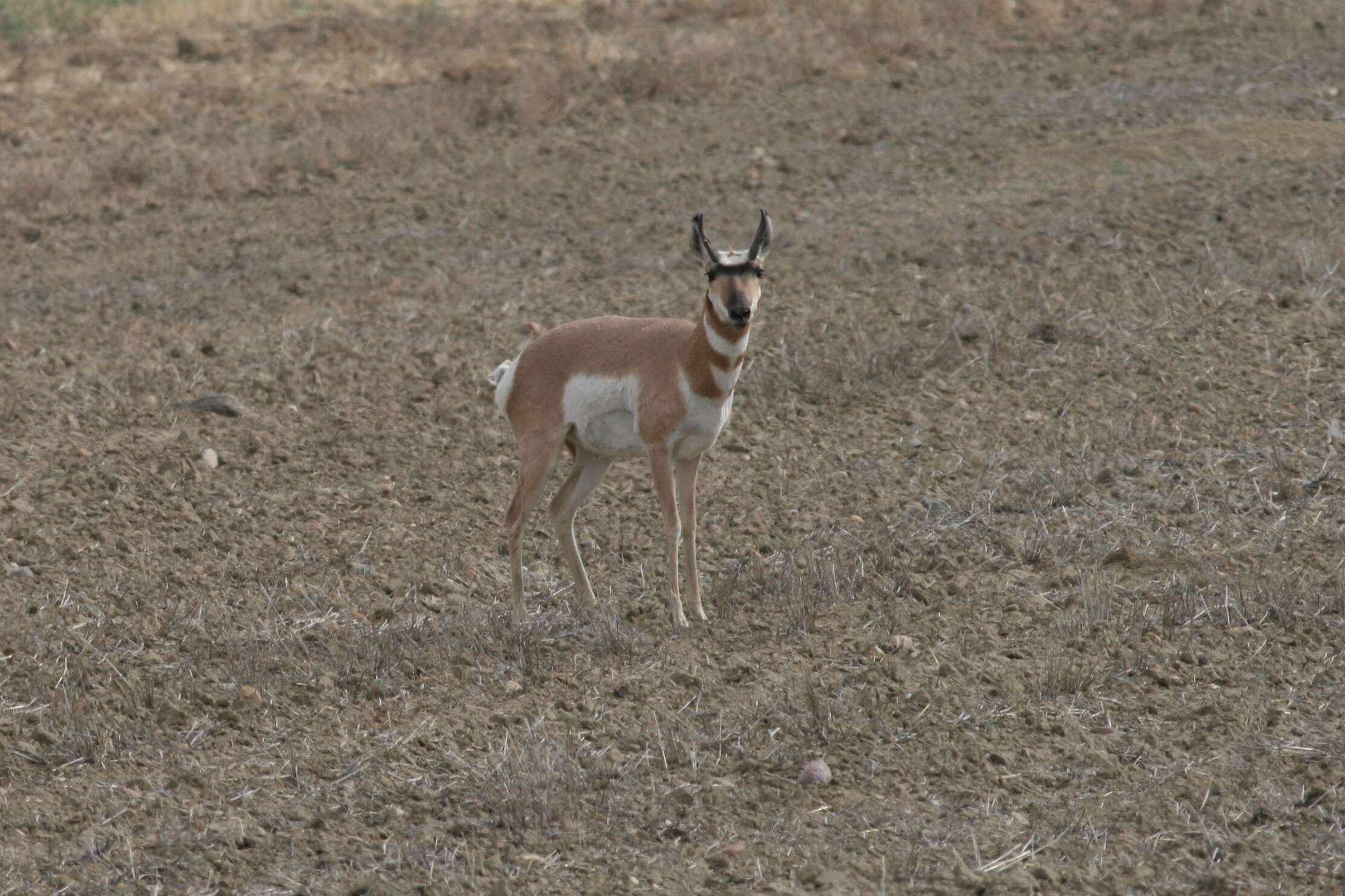 Image of pronghorns