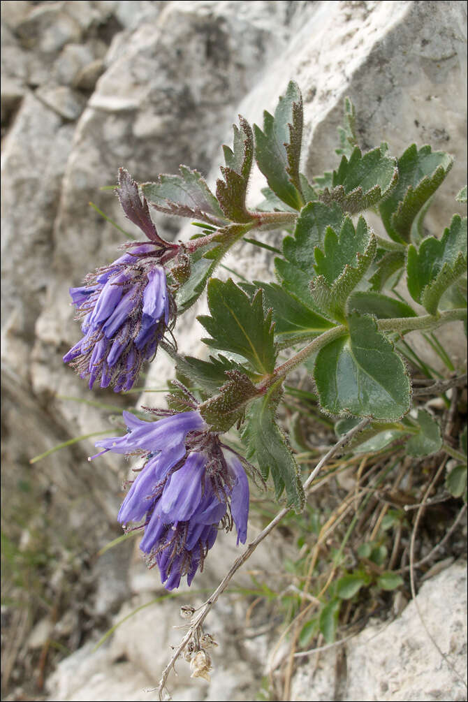 Image of Paederota bonarota (L.) L.