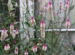 Imagem de Celosia argentea L.