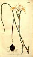 صورة Moraea angusta (Thunb.) Ker Gawl.