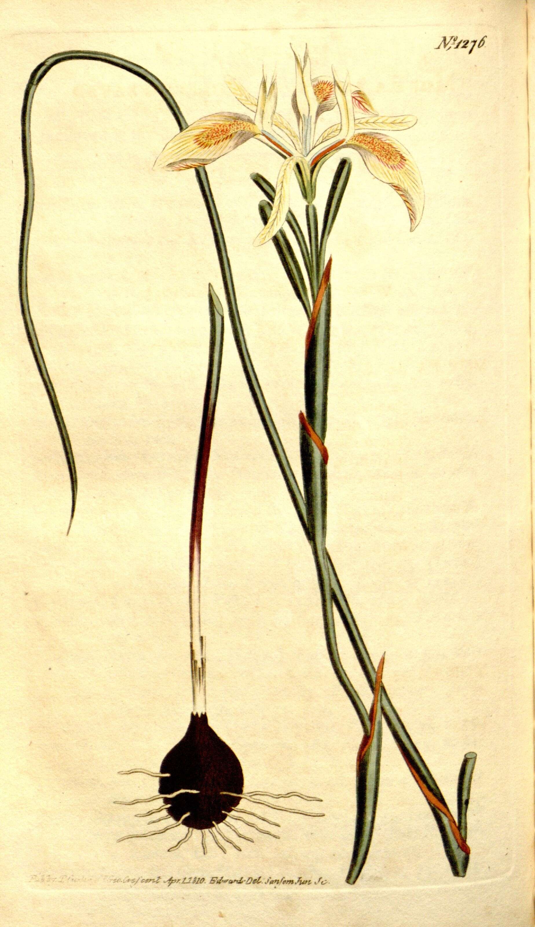 Image of Moraea angusta (Thunb.) Ker Gawl.