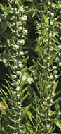 صورة Liatris aspera Michx.