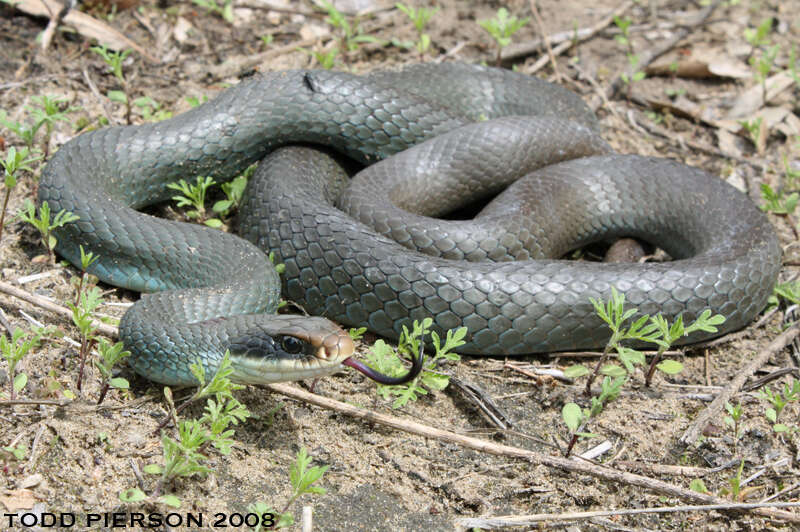 Image of Eastern Racer